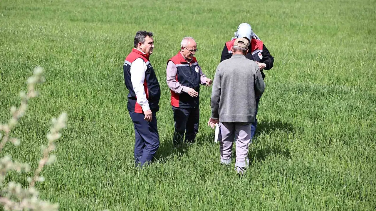 Sivaslı çiftçilere kritik uyarı: Tarlanızdaki sarı alarm verimi yarı yarıya düşürebilir