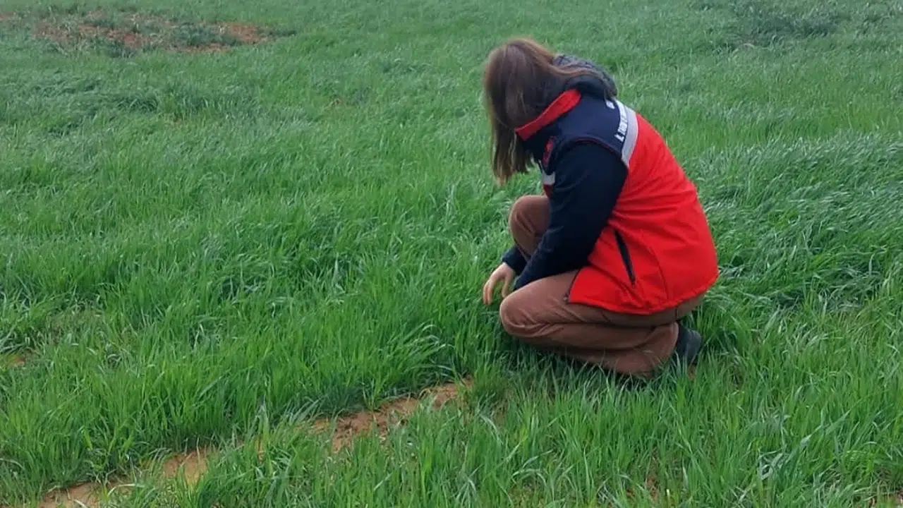 Buğday tarlalarında alarm zili: Uzmanlar çiftçiyi sarı pas hastalığına karşı uyardı