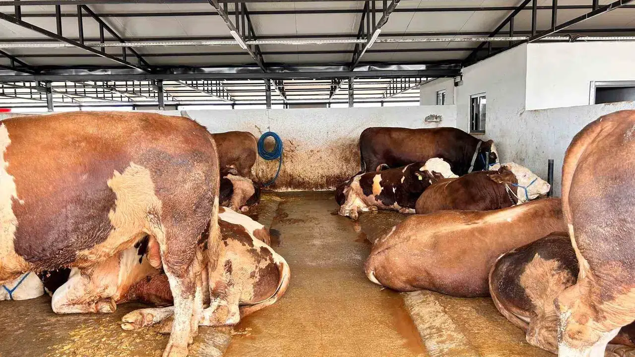 Pursaklar'da bayram bereketi: 1 tonluk dev kurbanlık 400 bin liraya alıcısını buldu