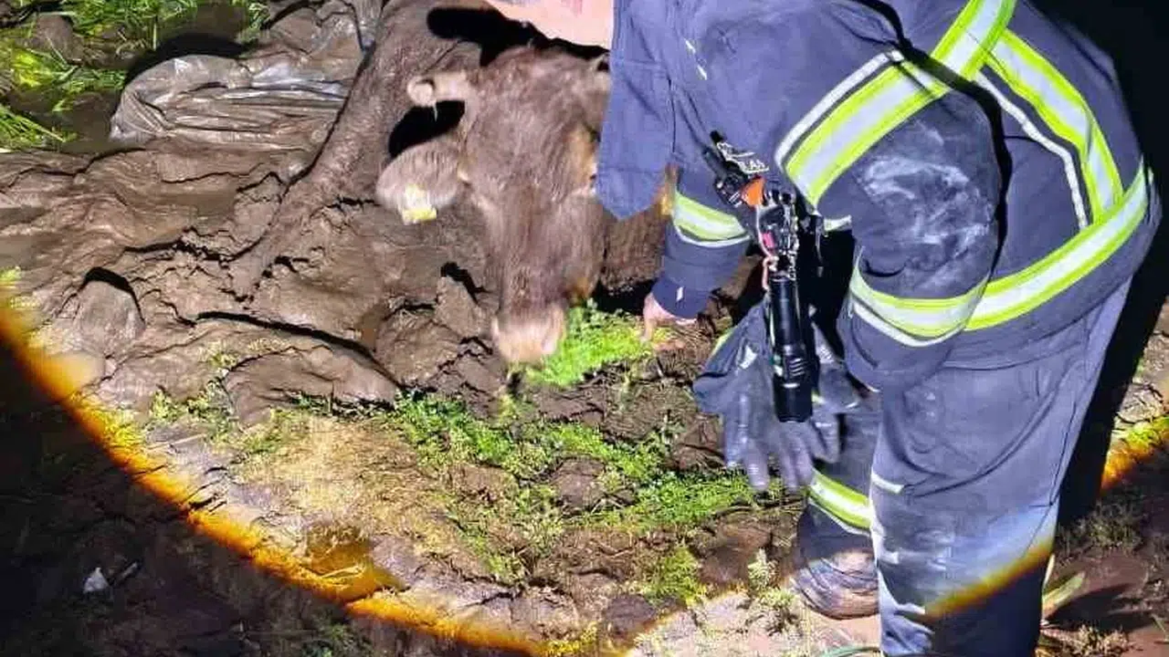 Diyarbakır'da nefes kesen operasyon: Çamura gömülen hayvanı itfaiye kurtardı