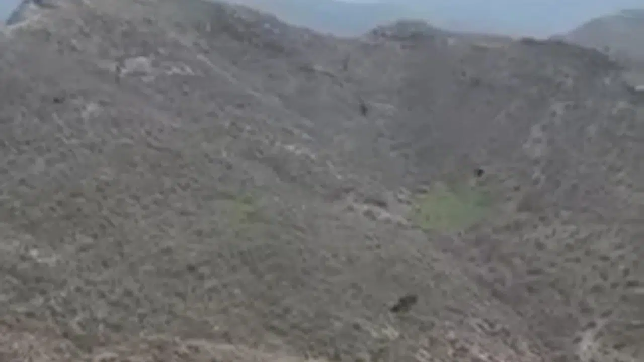 Şırnak semalarında nefes kesen anlar: Kartalın avını kaptığı o saniyeler kamerada