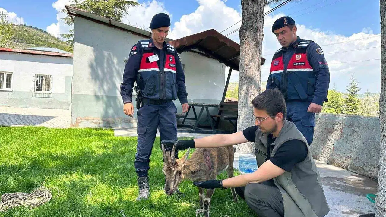 Doğanın kalbinde duyarlı dokunuş: Yaralı dağ keçisi jandarmanın şefkatli ellerine emanet