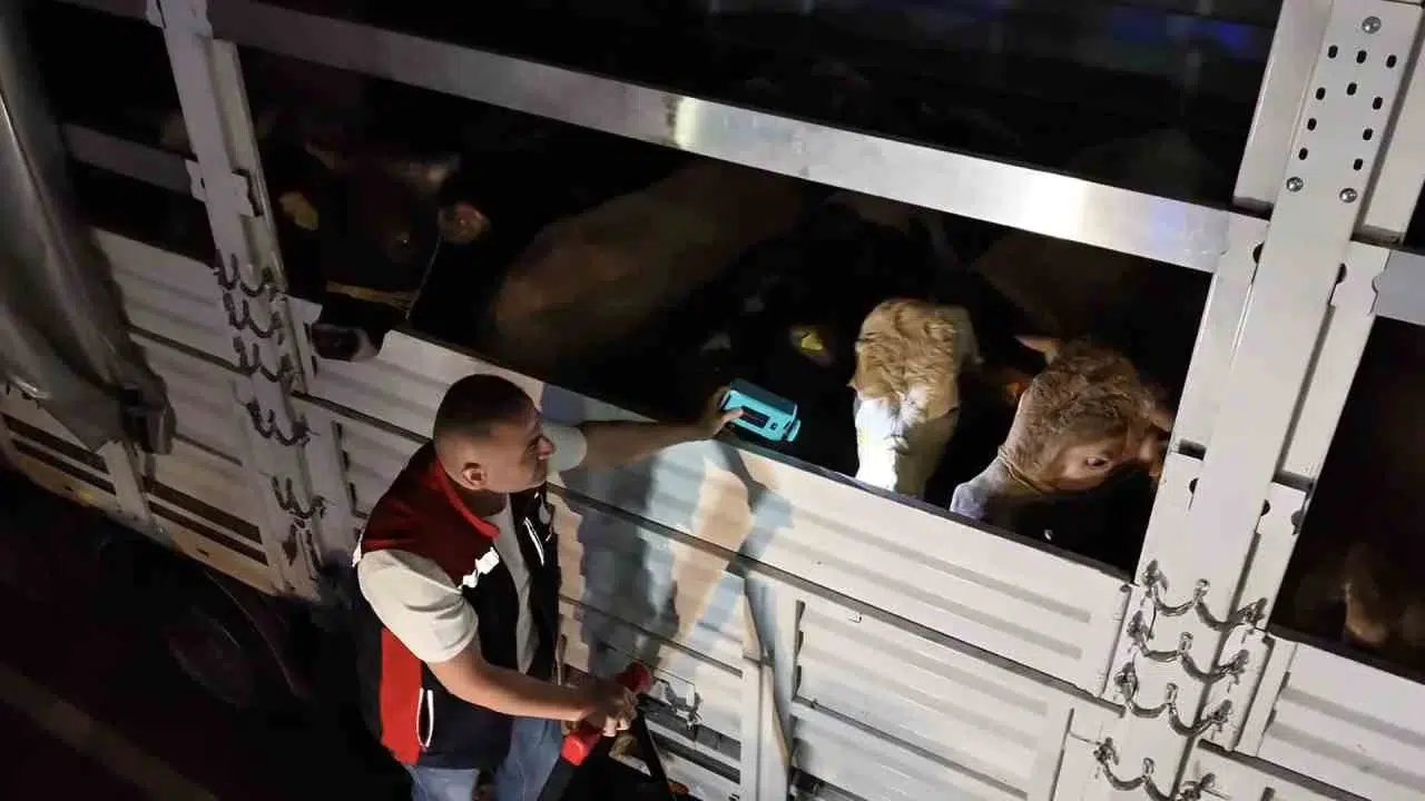 İstanbul’un kurbanlık mesaisi başladı: Giriş noktalarında sıkı denetim