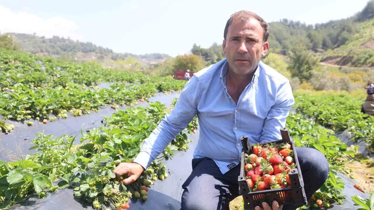 Bereketli toprakların kırmızı altını tarlaya indi: Hatay’da çilek mesaisi başladı