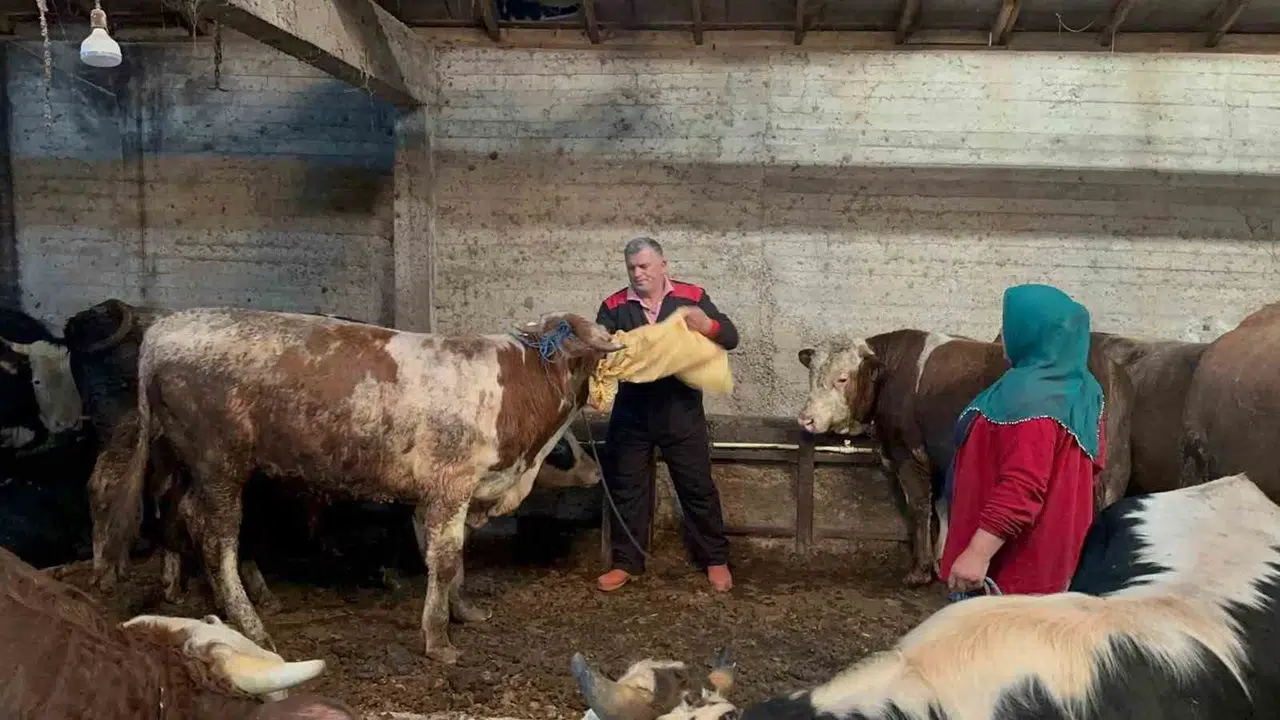 Kurban pazarlarında bayram mesaisi: Vatandaşlar ortaklı kesime yöneldi