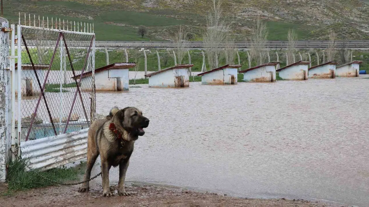 Anadolu'nun gururu sular altında: Kangal çiftliğinde can pazarı yaşandı