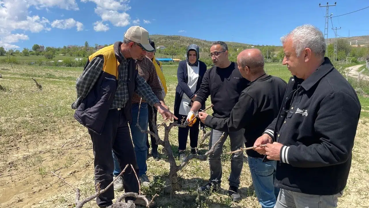 Elazığ’da bağcılıkta yeni dönem: Üretici tarlada uzmanlaştı