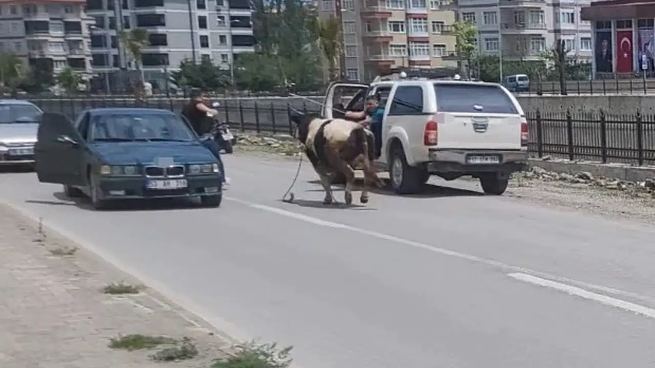 İnebolu'da kurban paniği: Sahibi elinden kaçırdı, terminale kadar nefes kesti