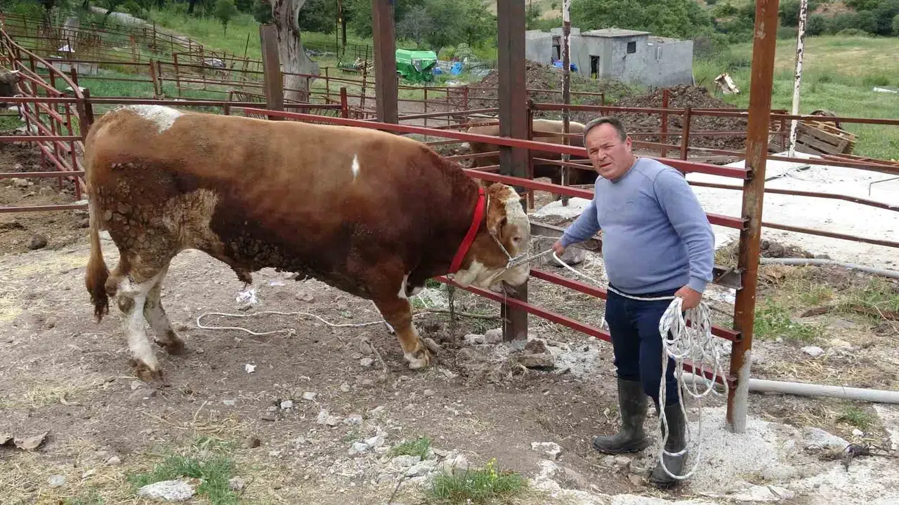 Kurban pazarının dev ismi sahneye çıktı: Paşaköy Efesi 420 bin liraya alıcısını bekliyor