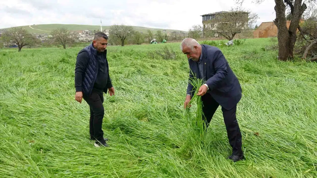Gaziantep'te tarım arazilerini vuran doğal afet: Çiftçinin emeği bir gecede yok oldu