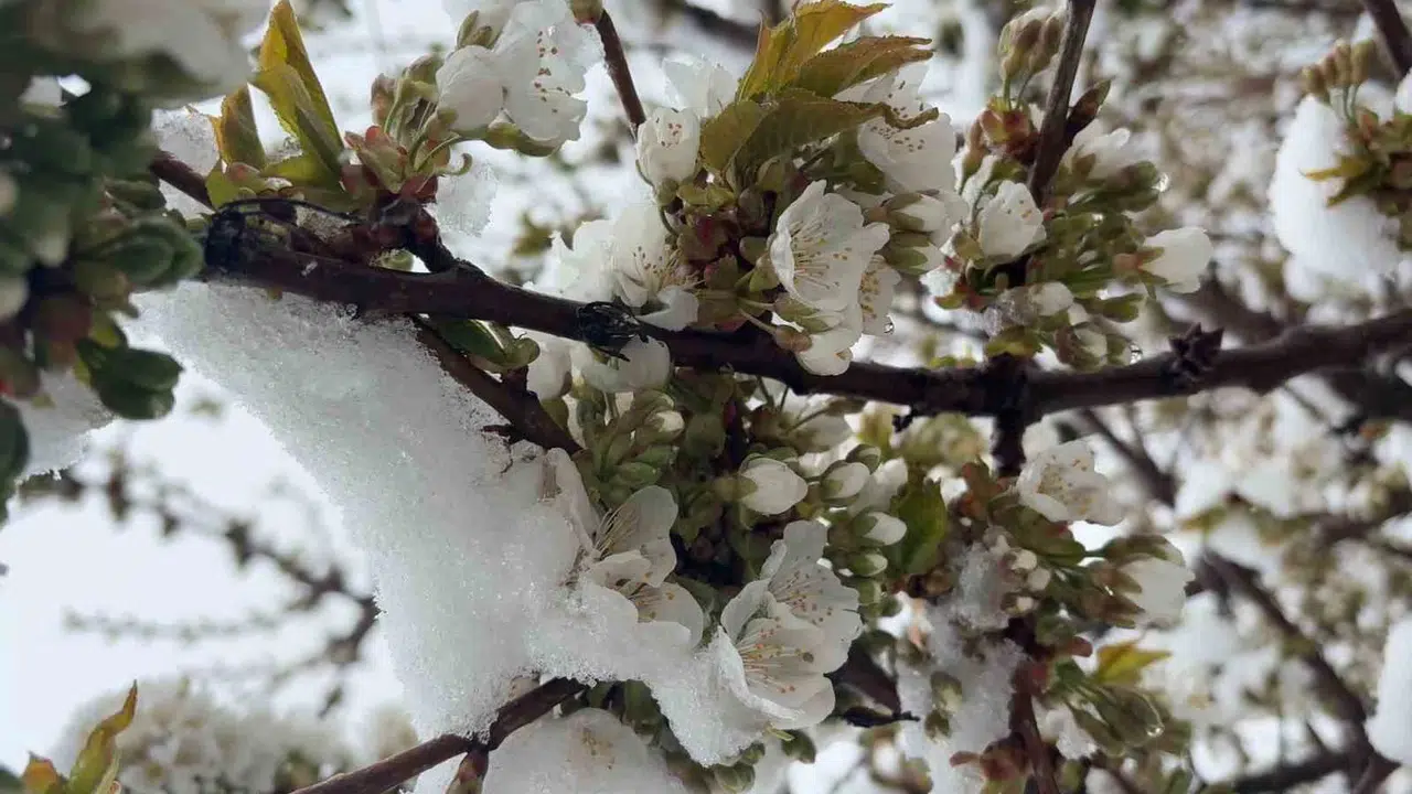 Kütahya’da bahar mevsimi kışa döndü: Mayıs ayında lapa lapa kar yağdı