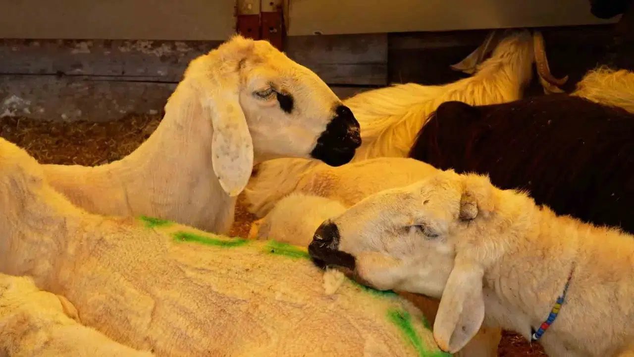 Ataşehir’de bayram hazırlığı tamam: Kurban kesim noktaları belli oldu