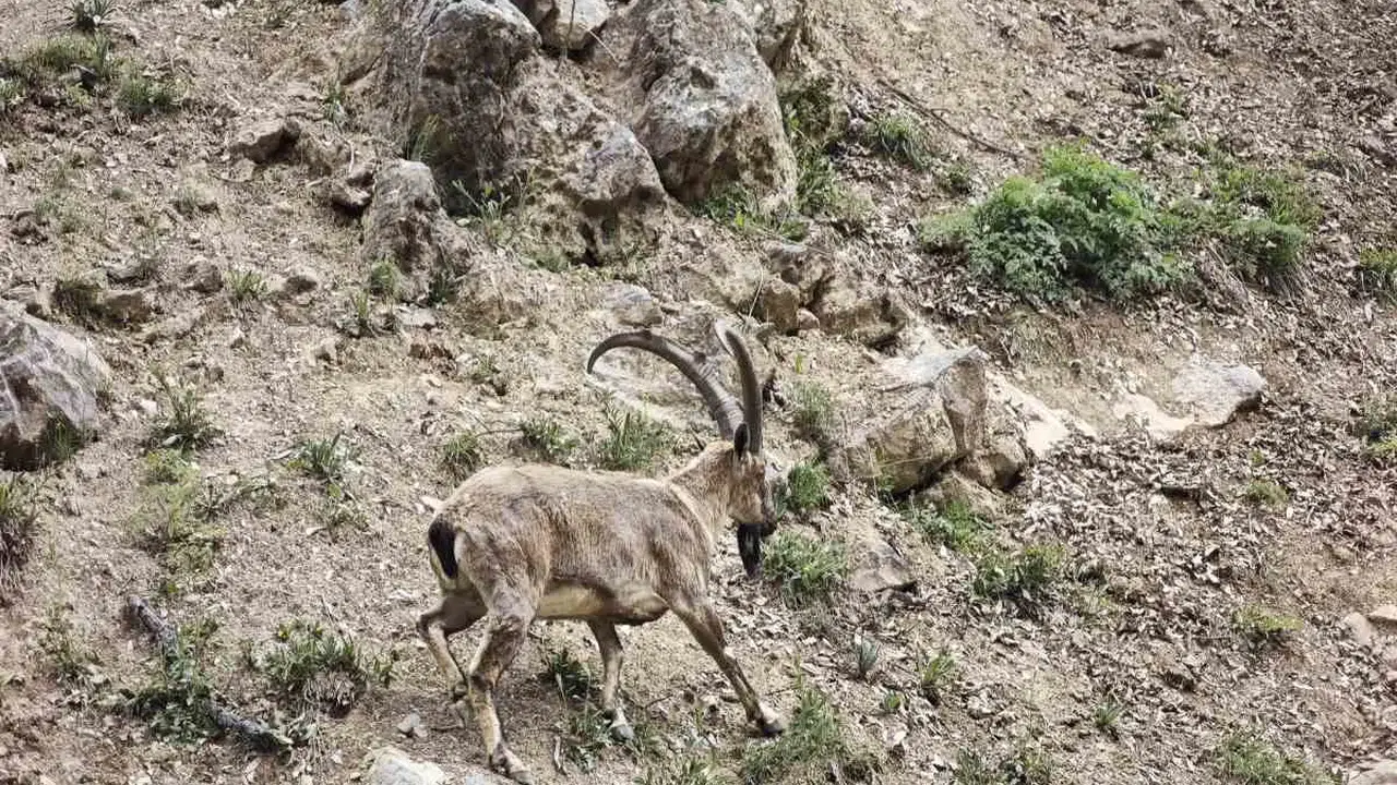 Tunceli’nin sarp kayalıklarında nefes kesen anlar: Dronu fark eden dağ keçileri böyle kaçtı