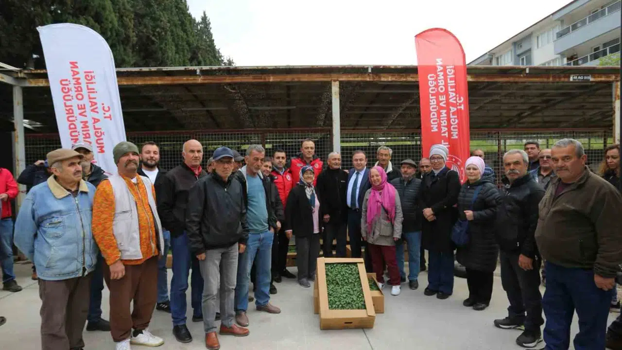 Muğla’da yerli tohum seferberliği: Yarım milyon fide toprakla buluşuyor
