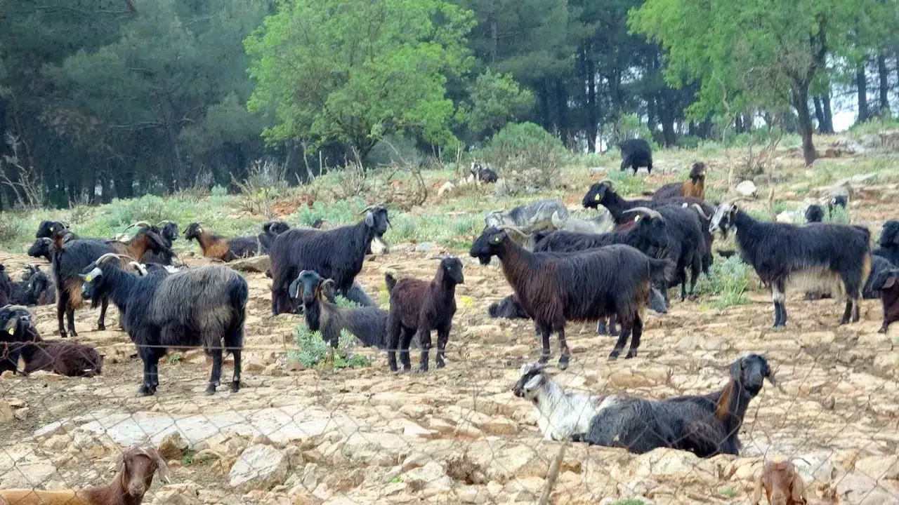 Muğla’da kurban pazarlarında sessizlik hakim: Üreticiler maliyet kıskacında