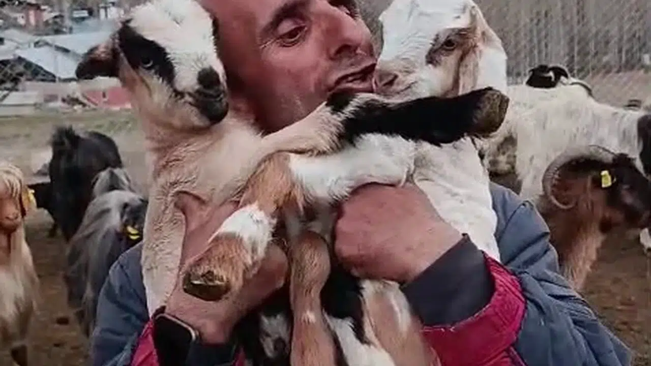 Sosyal medyanın en doğal fenomeni: Sürüsünü evladı gibi bağrına bastı