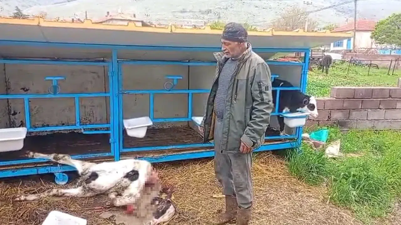 Karapınar'da dehşet sabahı: Ahıra giren köpek sürüsü besiciyi isyan ettirdi