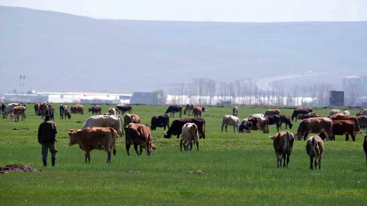 Kurbanlık alacaklar dikkat: Sosyal medyadaki  ucuz fiyat  tuzağı bayram sevincinizi çalmasın