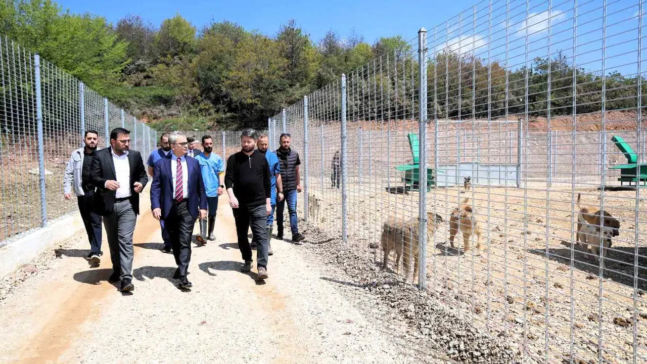 Sokak dostlarına modern yuva: Kocaeli’de 650 cana kucak açan dev tesis kapılarını açtı