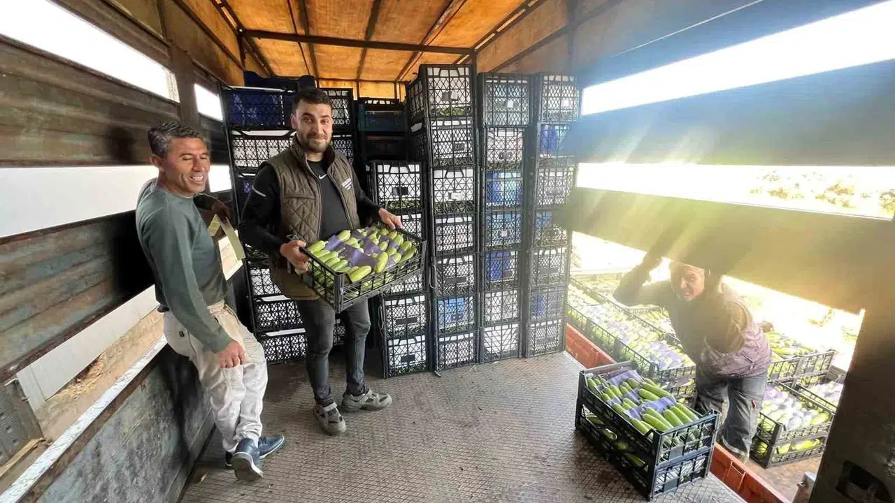 İznik’in bereketli topraklarında yaz bereketi: İlk hasat üreticinin yüzünü güldürdü