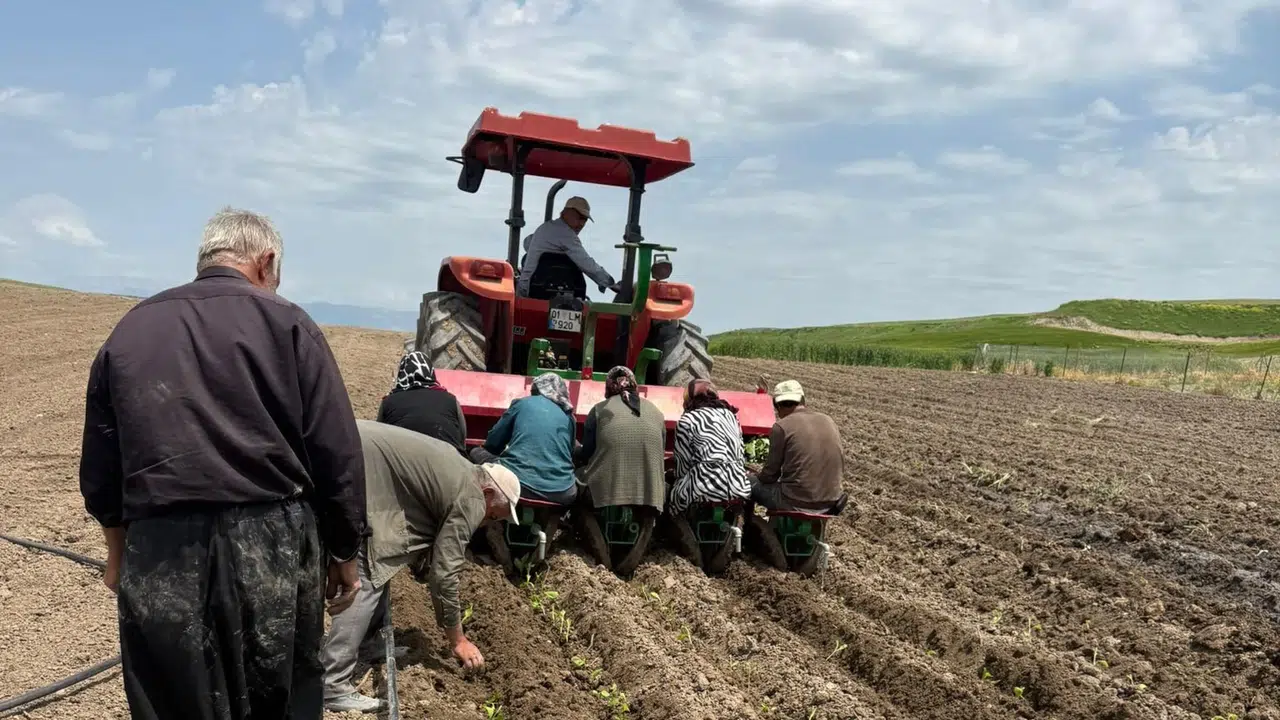 Kahta’da tütün mesaisi başladı: Kaliteyi artıracak kritik uyarı geldi