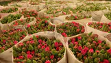Antalya'da süs bitkileri için organize tarım bölgesi