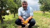 Mühendisi dinledi, hayatı değişti: 10 dönümlük araziden servet kazanıyor!