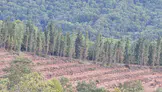 Gönen’de 250 hektarlık endüstriyel plantasyon sahası kuruluyor