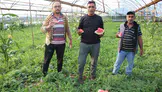 Sadece bir ay raflarda kalıyor: Kumluca’nın gizli lezzeti Karacaören karpuzunda hasat heyecanı