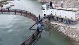 Dünya sofralarının gözdesi Türk somonu için geri sayım başladı: Adıyaman’da dev hasat mesaisi