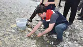 Nesli tükenme riski altındaki o tür için seferberlik: Karadeniz’in sularına 2 bin 500 yeni umut bırakıldı