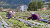 Samsun’da toprak berekete dönüştü: Binlerce çiftçiye dev destek paketi