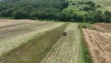 Kocaeli'de süt otu çiftçiye can suyu oldu