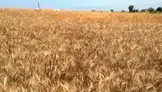 Bafra Ovası'nda buğday ve arpa hasadı başladı