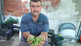Burhaniye'de bamya fiyatları yükseldi, üreticilerin yüzü güldü