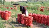 Amasya'da soğan fiyatları çaydan daha düşük