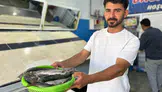 İnci kefali av yasağının sona ermesiyle tezgâhlarda