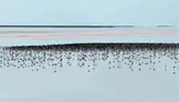 Bakan Kurum, Tuz Gölü’nde 12 bin 800 yavru flamingo sayısına ulaşıldığını açıkladı