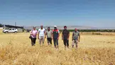 Malatya'da nohut hasadı başladı, 500 ton rekolte hedefleniyor