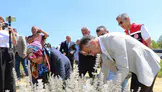 Safranbolu'da safran soğanı dikimi yapıldı