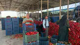 Kapya biber üreticileri fiyat oyunu nedeniyle zor durumda