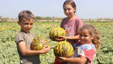 Hatay’da kavun hasadı devam ediyor: Tarlada fiyat 10 TL, manavda 40 TL'ye kadar çıkıyor