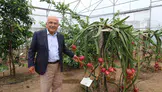 Karadeniz ikliminde tropikal meyve üretimi umut vaadediyor