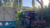 Sarıgöl'de büyükbaş hayvanların kışlık yemleri hazırlanıyor