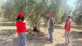 Manisa'da 2026 zeytin rekolte tahmin çalışmaları başladı