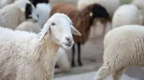 Kırsalda Bereket projesi başladı mı? 100 koyun desteği nasıl alınır, kimler başvurabilir, geri ödeme var mı?