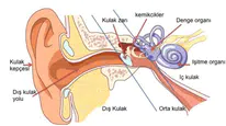 Kulaklık işitme kaybı yapar mı? Günde kaç saat kullanılmalı, kulaklık zararları nelerdir, hangi hastalıklara yol açar?