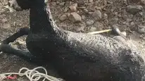 Elazığ'da kuyuya düşen eşek itfaiye ekipleri tarafından kurtarıldı