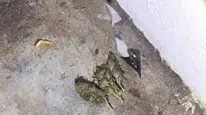 Bingöl’de uyuşturucu operasyonunda 1 kişi tutuklandı