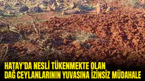 Dağ ceylanlarının yaşam alanını izinsiz süren şahsa 699 bin liralık ceza